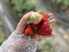 -大自然农场蔬菜草莓采摘园
