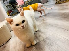 -BABIT巴比特宠物(MOMOPARK店)