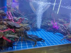 -徐记小怪兽肉蟹煲(中央大街店)