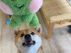 -南京Hallo宠物乐园·哈罗犬舍·柴犬繁育基地