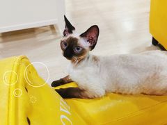 -十年猫舍·猫咪专门店(普陀店)
