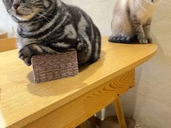 -藏猫猫咖啡主题馆(中央大道店)