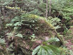 -五营红松林海景区