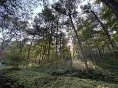-南京老山国家森林公园