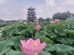 -白洋淀景区