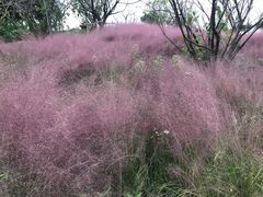 -南通洲际绿博园