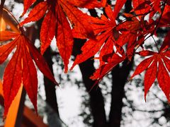 -中国茶叶博物馆(双峰馆区)