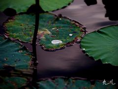 -南通博物苑-崇川人民公园