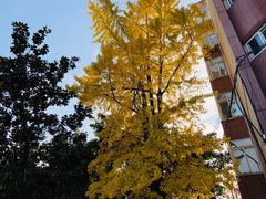-西南交通大学(九里校区)