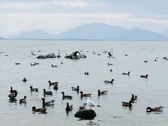 -深圳湾公园(南山区)
