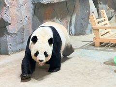 -栾川竹海野生动物园