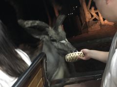 -清迈夜间动物园