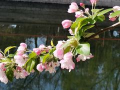 -海棠花溪(元大都城垣遗址公园)