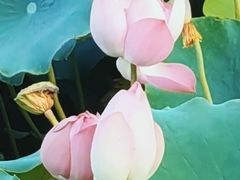 -渭滨公园