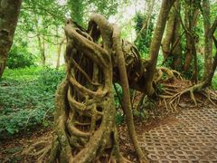 -中国科学院西双版纳热带植物园