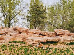 -北京野生动物园