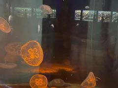 -浙江自然博物院(杭州馆)