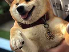 -柴犬高等学院·狗咖·柴犬售卖·宠物训练