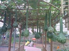 -上海都市菜园