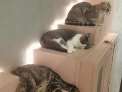 -猫儿山۰猫主题餐厅