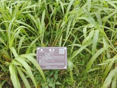 -广西壮族自治区药用植物园
