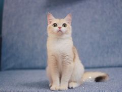 -Bastet sally猫舍购宠(静安店)