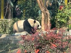 -武汉动物园