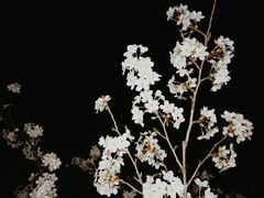 花-首都师范大学(良乡校区)