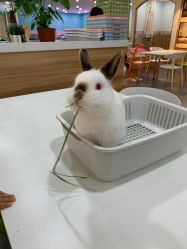 -Moni星球萌宠·小马宝莉·灵蛇·高端高阶全萌宠互动体验俱乐部(红豆国际广场店)