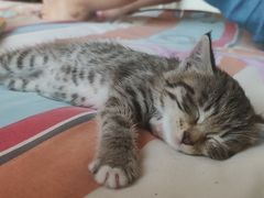 -瑞派宠物医院·中兽医专科(中央商城分院)