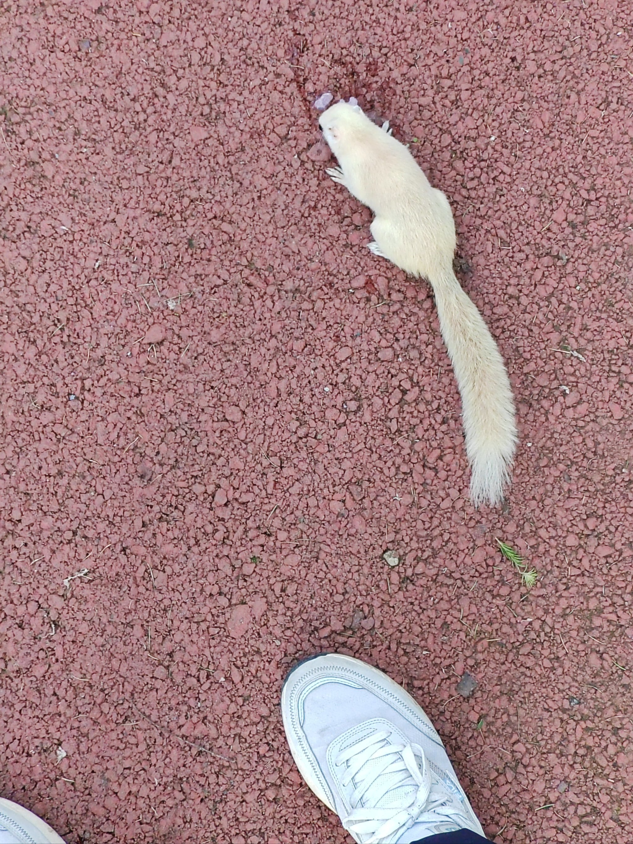 白色的松鼠你见过吗?