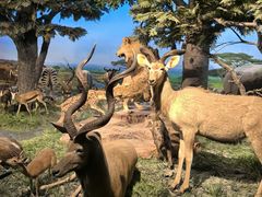 -国家自然博物馆