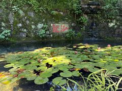 -十八棵（老龙井）御茶园(老龙井店)