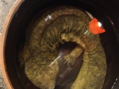 -印象鲵宴·张家界地标美食名片(溪布街店)