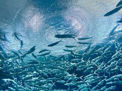 -海合安武汉极地海洋公园