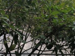 -故乡缘·香格里拉山庄(冷竹路店)