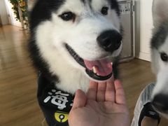 -Husky Go! 哈士奇体验馆·宠物咖啡厅狗咖