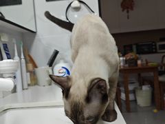 -瑞派中心宠物医院·CT·核磁·神经专科