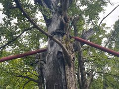 -上海佘山国家森林公园天马山园