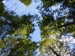 -黄海国家森林公园