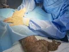 -爱贝特动物医院·猫口炎专科