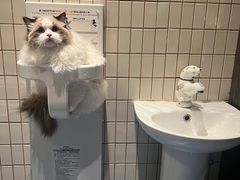 -暖阳宠物医院·犬猫康复中心·骨科
