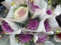 -越秀西湖花市(广州城市广场花卉店)