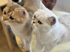 -Let's go狗咖·猫咖·奶狗·桌游(春熙路IFS店)