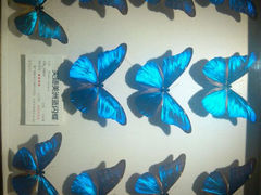 android_upload_pic-上海大自然野生昆虫馆
