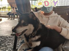 -柴犬高等学院·狗咖·柴犬售卖·宠物训练