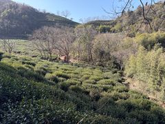 -午潮山国家森林公园