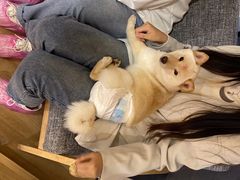 -南京Hallo宠物乐园·哈罗犬舍·柴犬繁育基地
