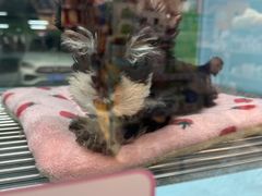 -FAELING PETS美天灵宠物(合生汇店)