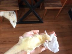-楼上猫咖(罗湖店)